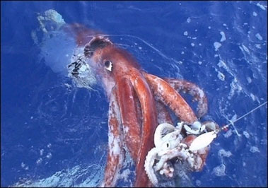 Largest Squid On Record