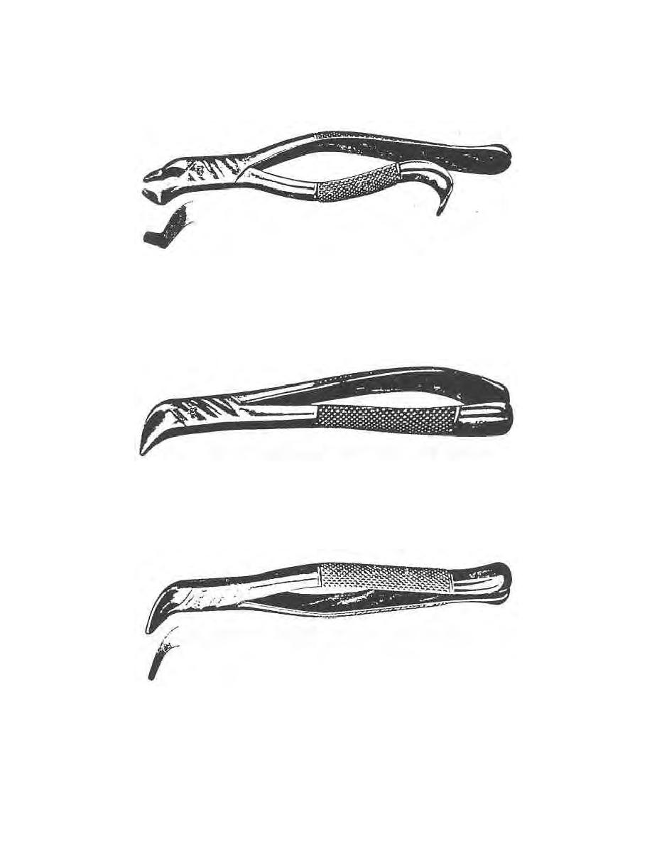 Lower Anterior Extraction Forceps