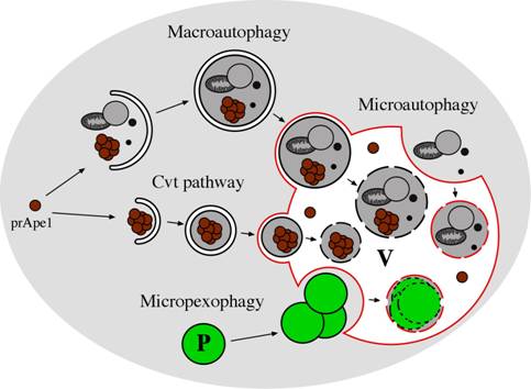 Macroautophagy