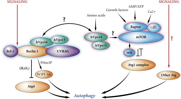 Macroautophagy Signaling And Regulation