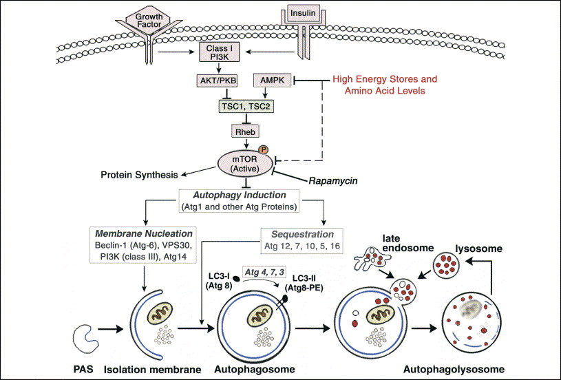 Macroautophagy Signaling And Regulation