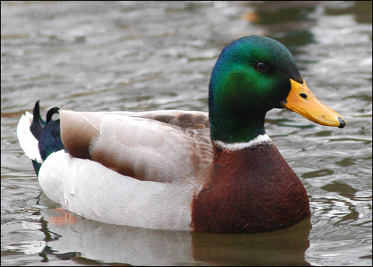 Mallard Duck Bedding