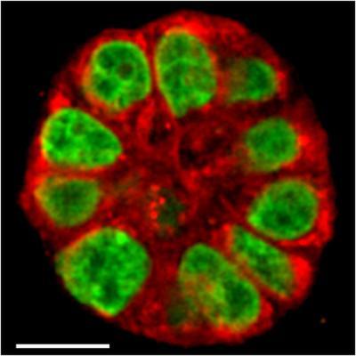 Mammary Gland Tissue