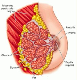 Mammary Gland Tissue