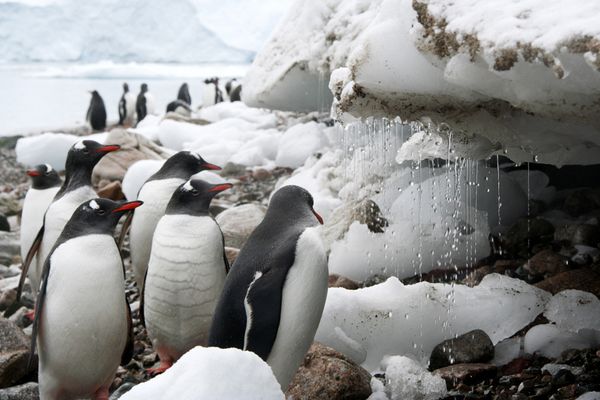 Neko Harbor Antarctica