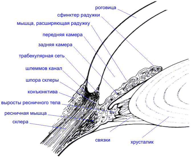 Pars Plicata And Pars Plana