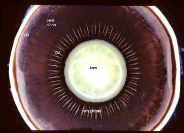 Pars Plicata And Pars Plana