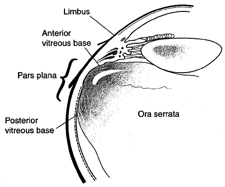 Pars Plicata And Pars Plana