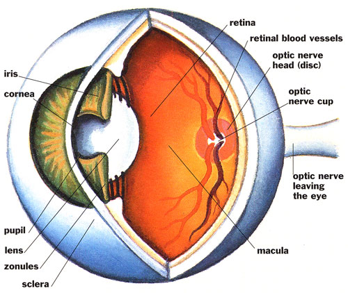 Pars Plicata And Pars Plana