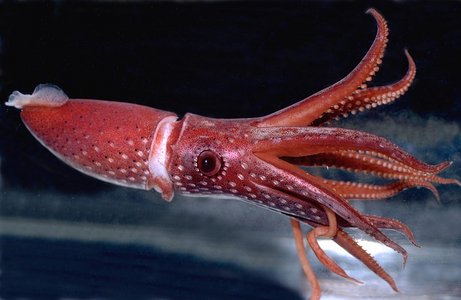 Piglet Squid Diet