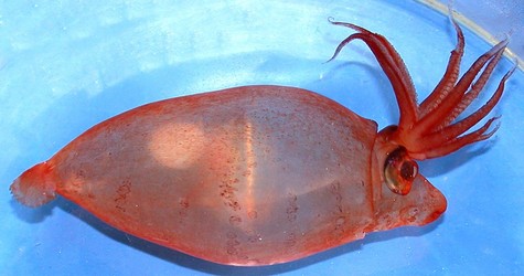 Piglet Squid Facts