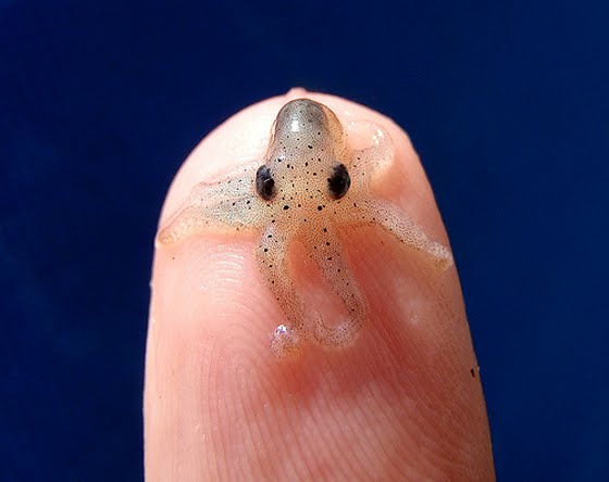 Piglet Squid