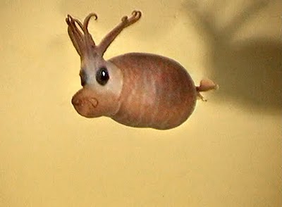 Piglet Squid