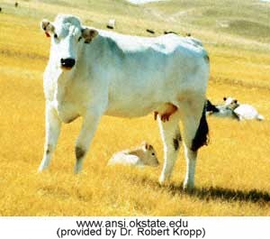 Porcelain White Chianina