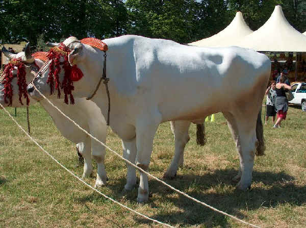 Porcelain White Chianina