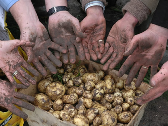 Potato Market Price