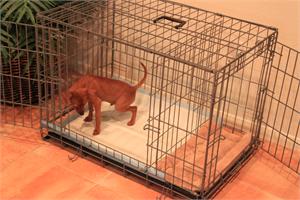 Potty Training Puppy Apartment Crate