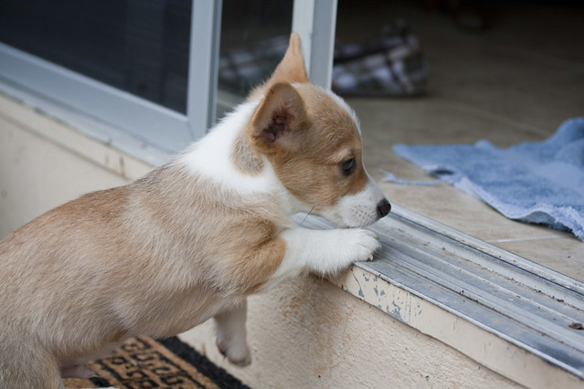 Potty Training Puppy Apartment Crate