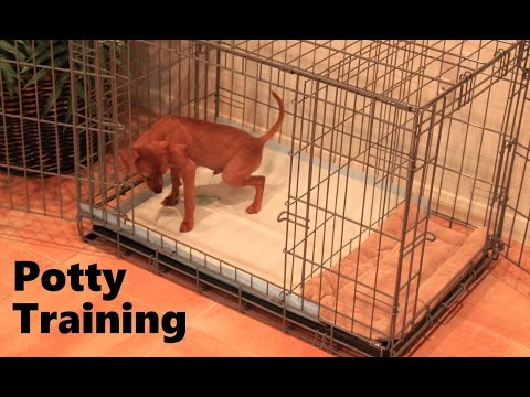 Potty Training Puppy Apartment