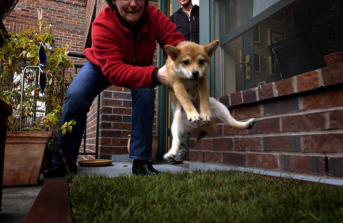 Potty Training Puppy