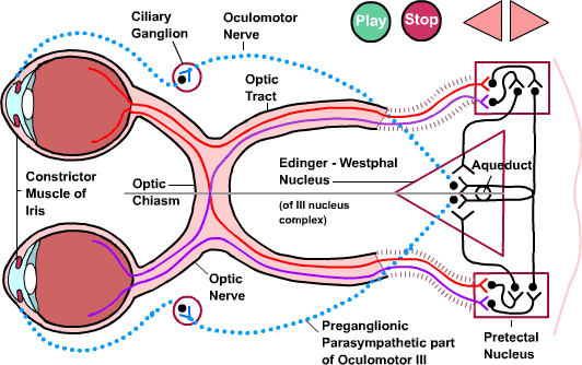 Pupillary Light Reflex Contralateral