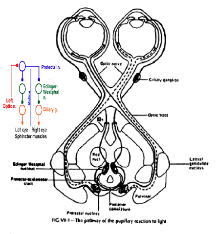 Pupillary Light Reflex Contralateral