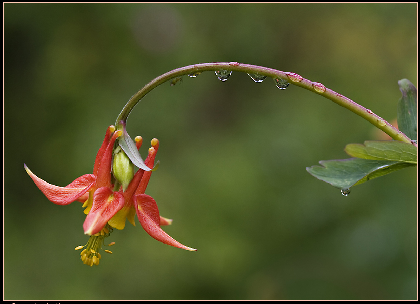 Selective Focus Photos