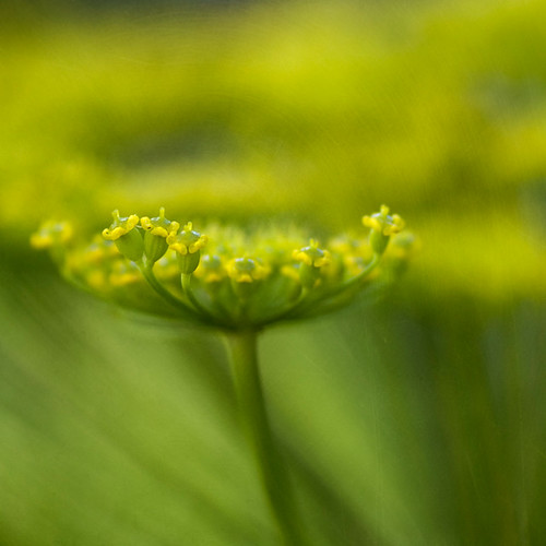 Selective Focus Photos