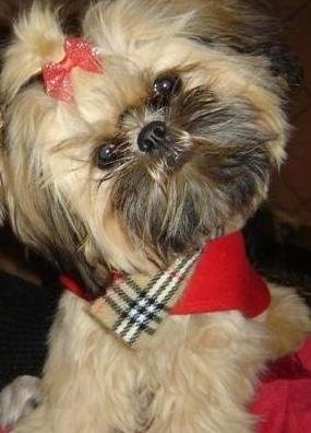 Shorkie Puppy Pictures