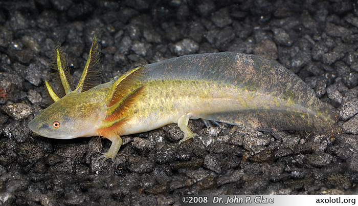 Smallmouth Salamander Larvae