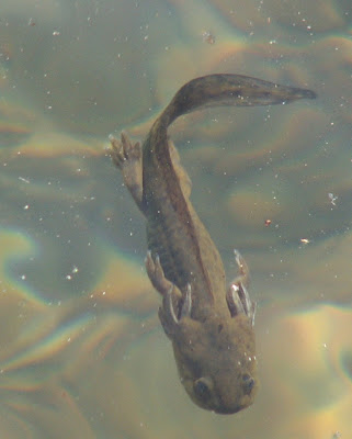 Smallmouth Salamander Larvae