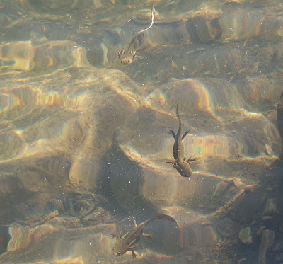 Smallmouth Salamander Larvae