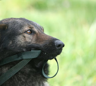 Start Leash Training Puppy