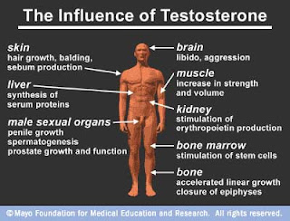 Testosterone Supplements Review