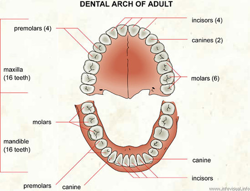 Tooth Extraction Tools For Sale