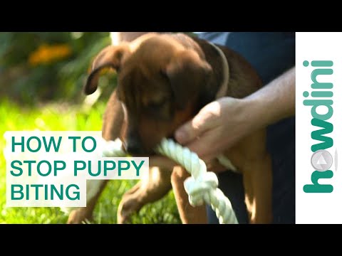 Training Puppy Not To Bite