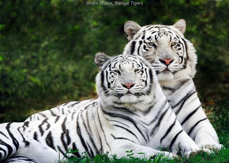 White Tigers Facts For Kids