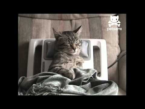 Why Do Cats Massage Blankets