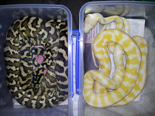 Albino Jaguar Carpet Python