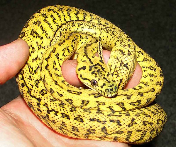 Albino Jaguar Carpet Python