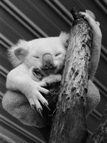 Albino Koala Bear Baby