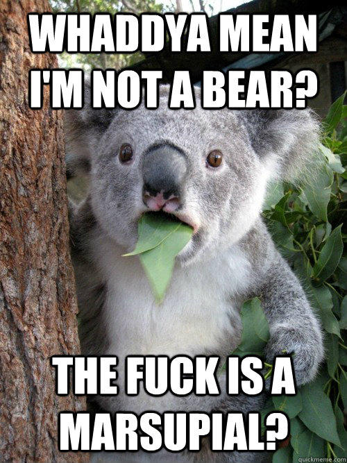 Angry Koala Bear Meme