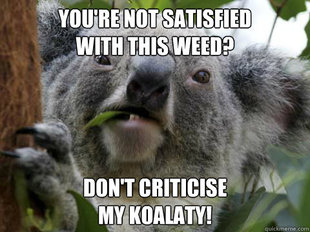 Angry Koala Meme