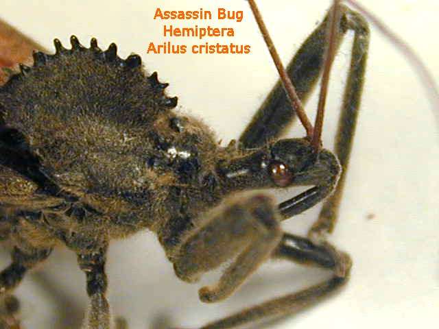 Assassin Bug Bite