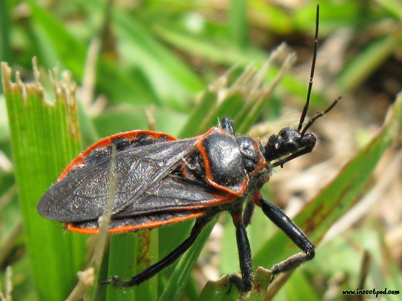 Assassin Bug Bite