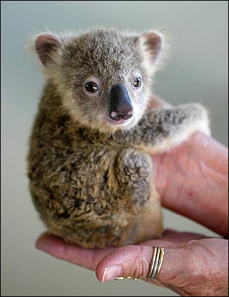 Baby Koala Facts