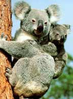 Baby Koala Facts