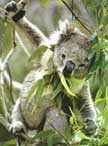 Baby Koala Facts