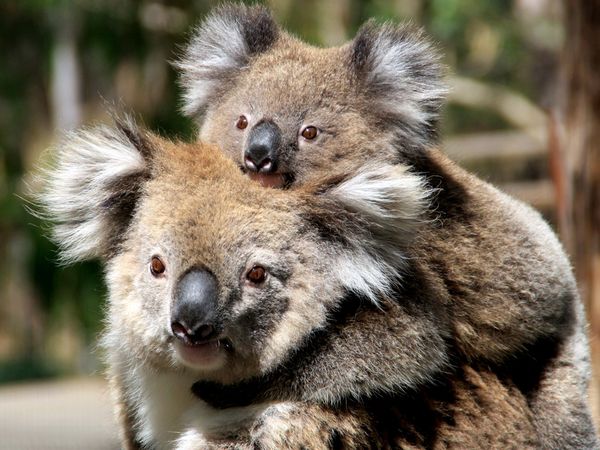 Baby Koala Facts