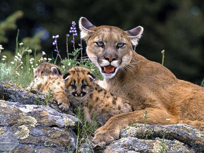 Baby Mountain Lion Pictures